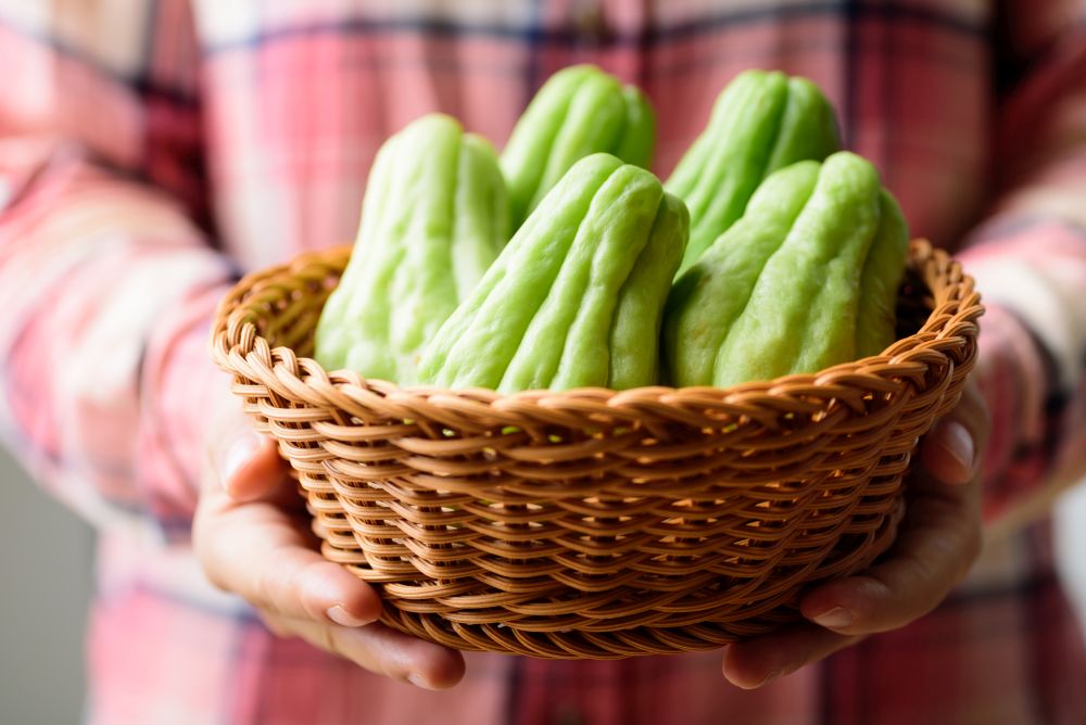 Fresh chayote squash in a basket holding by hand