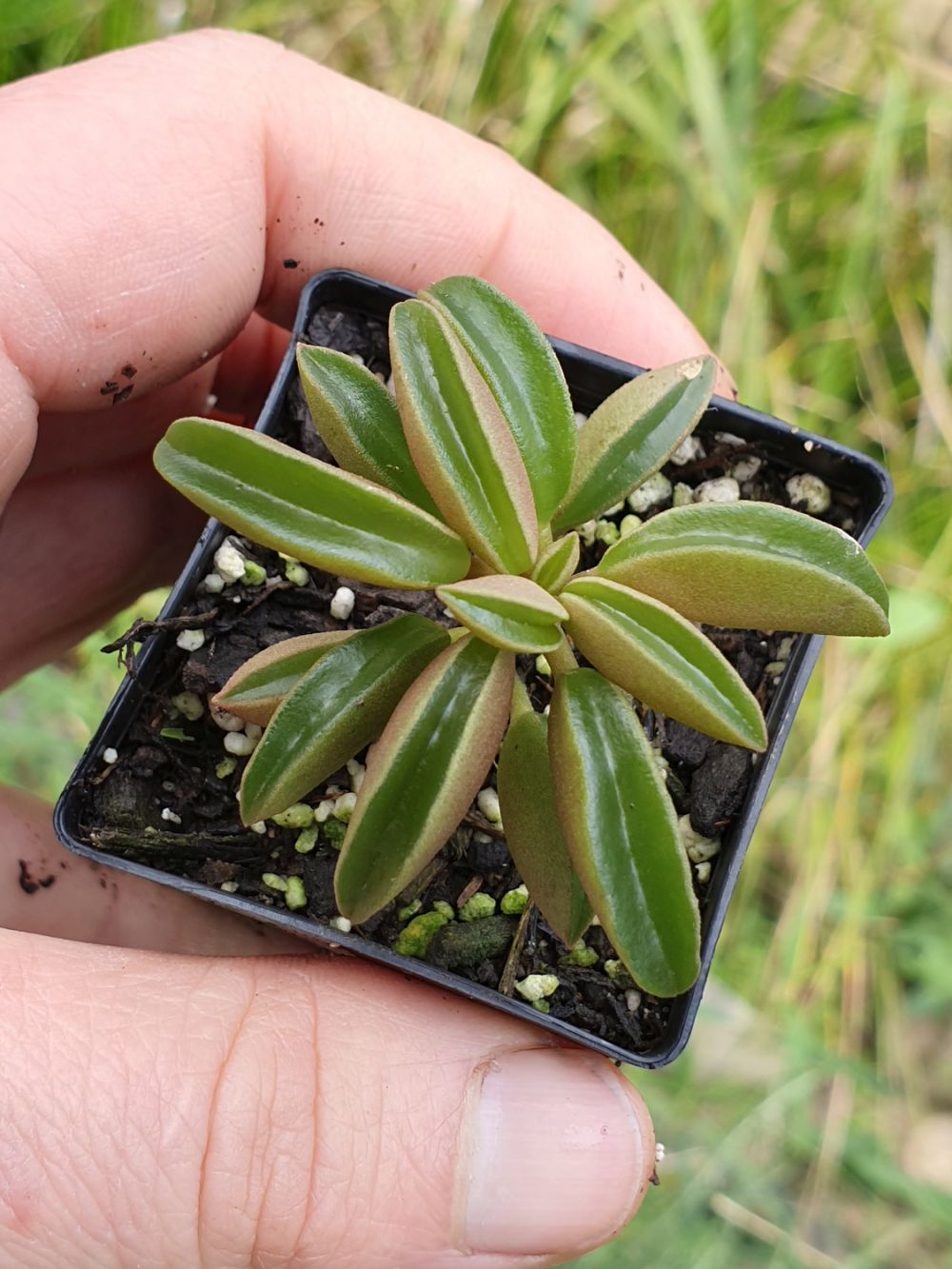 Peperomia Dolabriformis