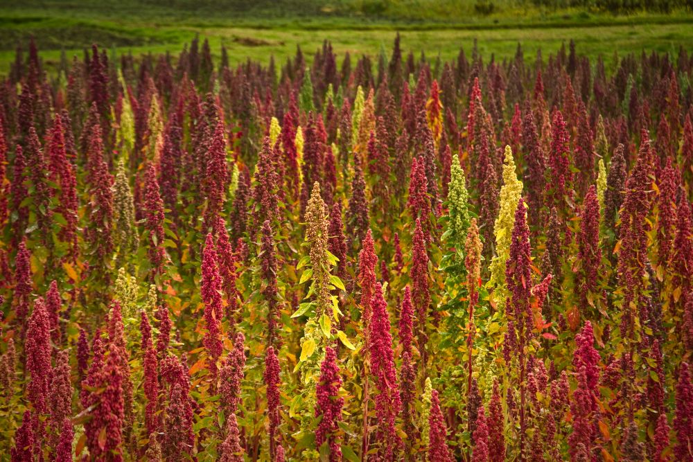 Red and green quinoa plantations in chimborazo, ecuador