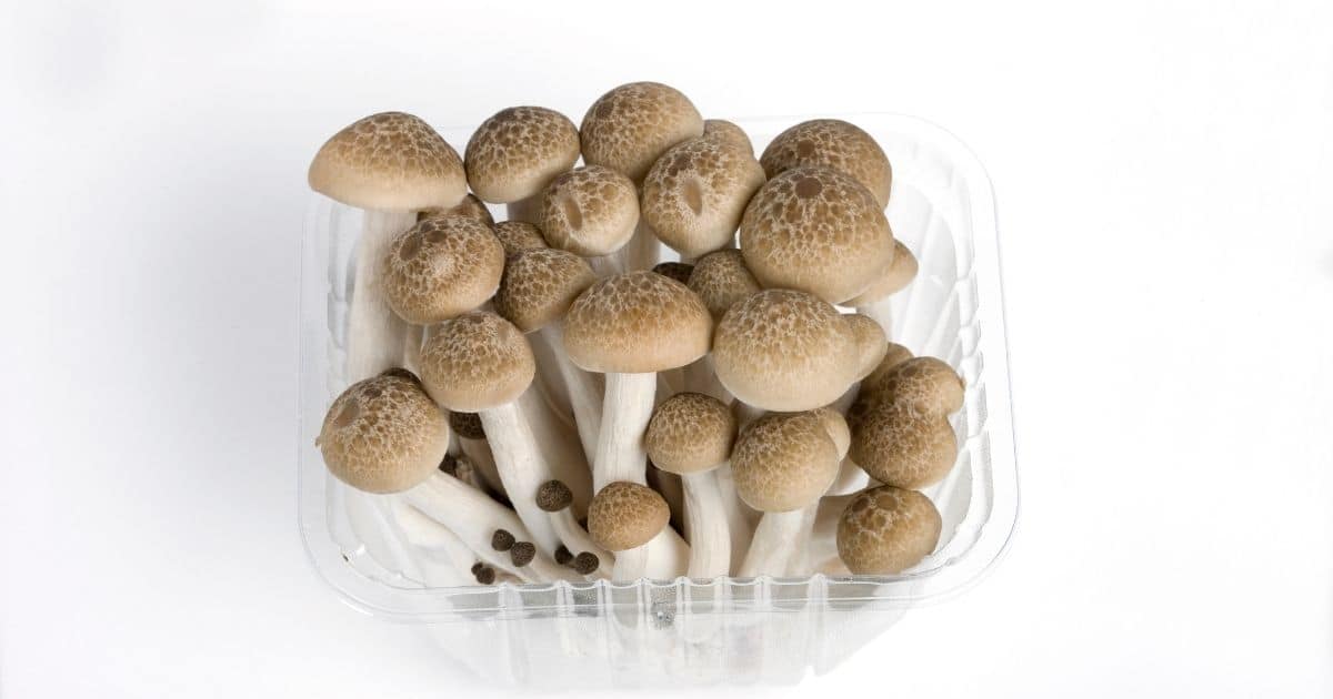 A picture of shimeji mushrooms