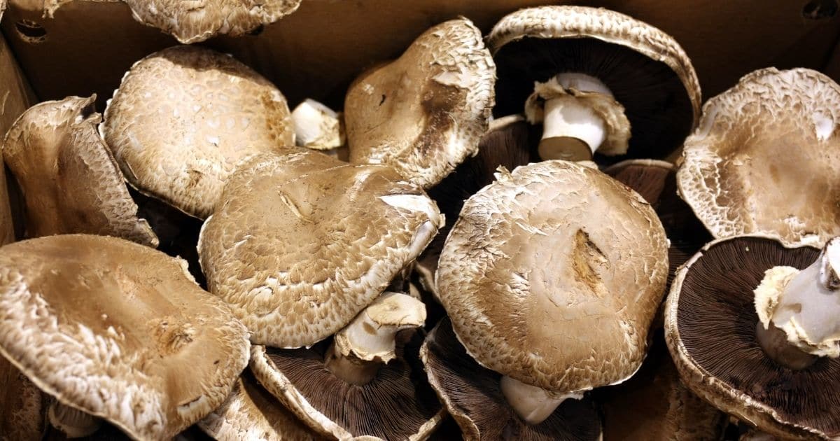 Large mushrooms