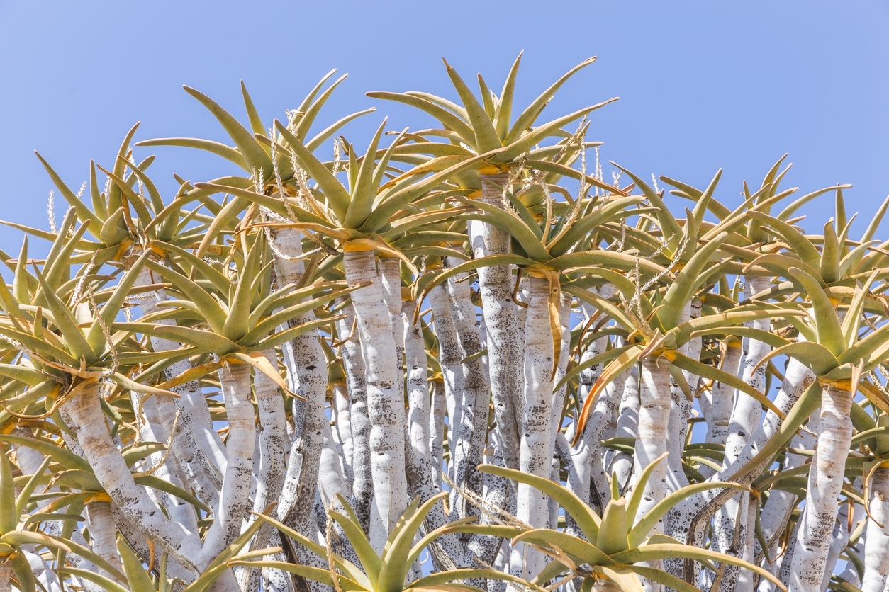 Aloe tree care