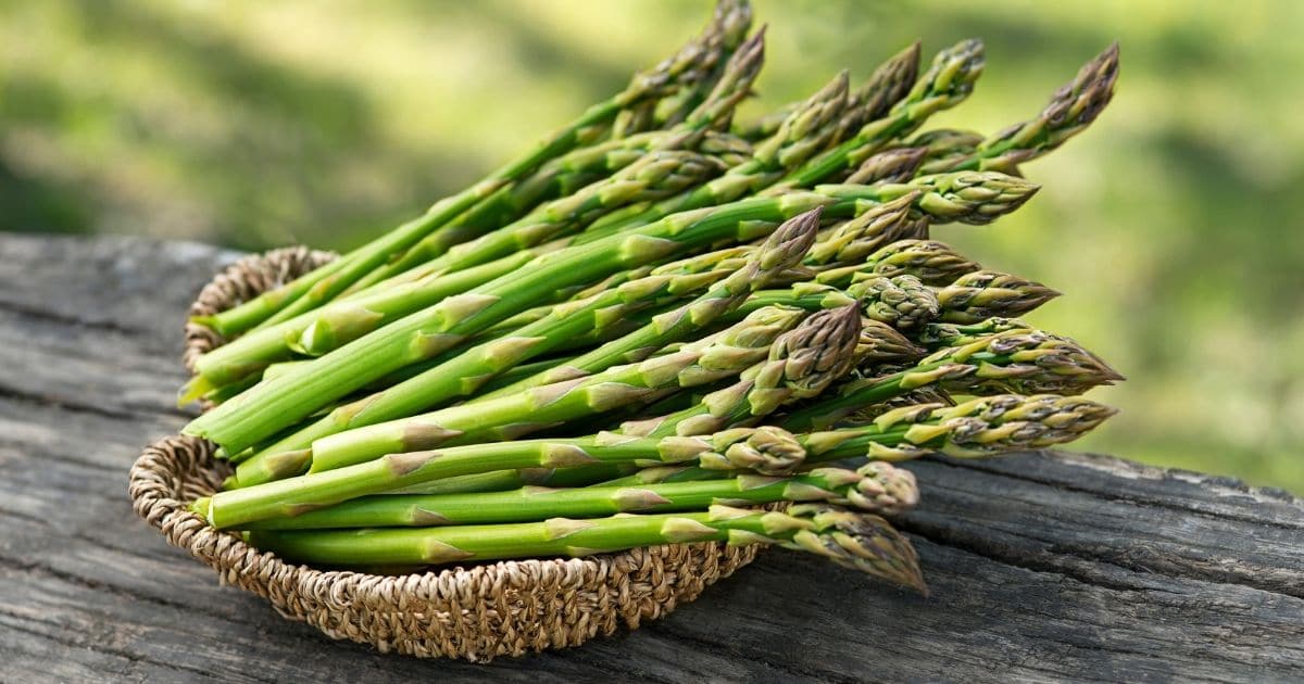 Asparagus-BP_13