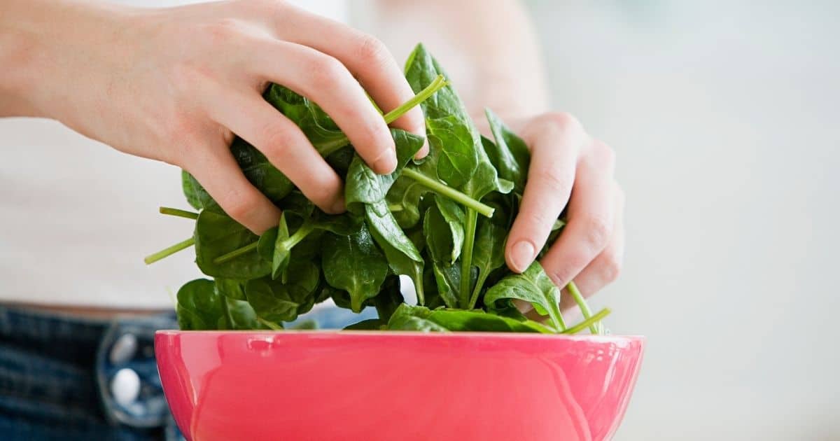 Spinach leaves being washed and prepared for eating