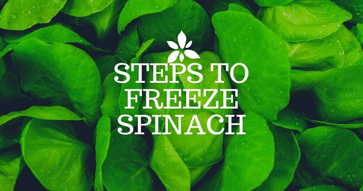 Steps to be taken to freeze the spinach