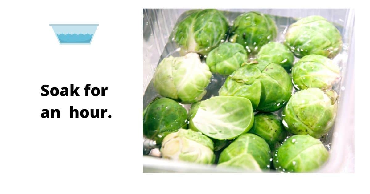 Brussel sprouts soaked in water