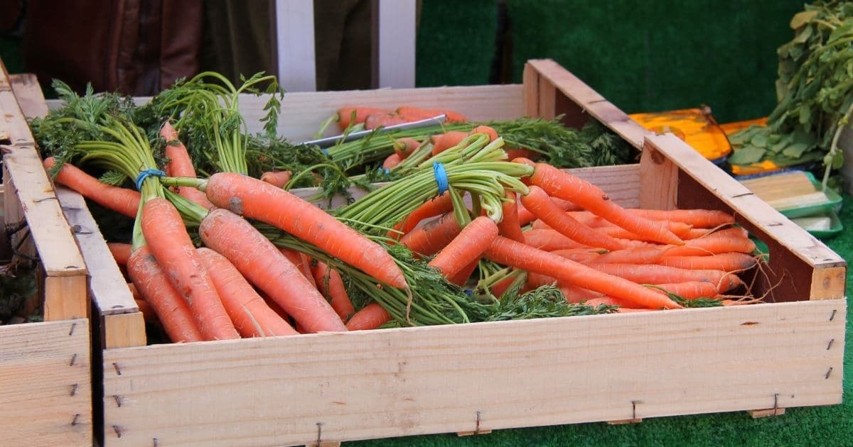Whole fresh carrots