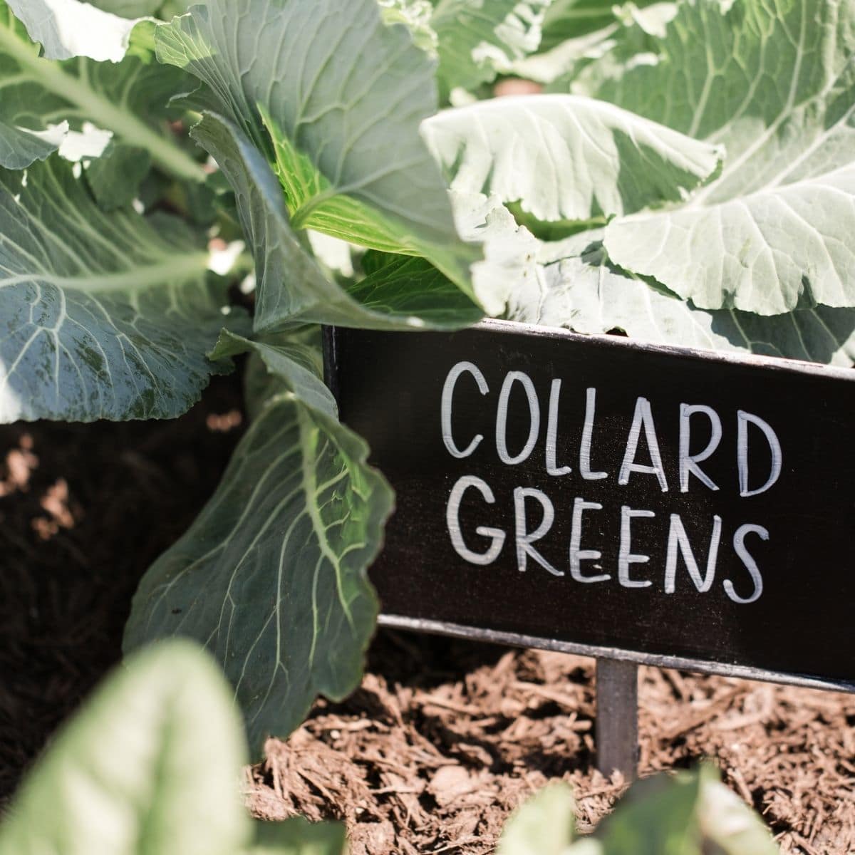 Can You Freeze Collard Greens? Yes, But You Have to Follow These Rules