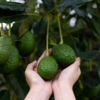 How to care of avocado tree