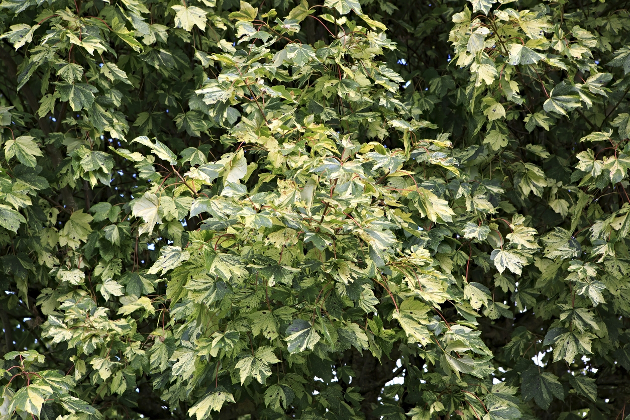 Tree Ivy Houseplant