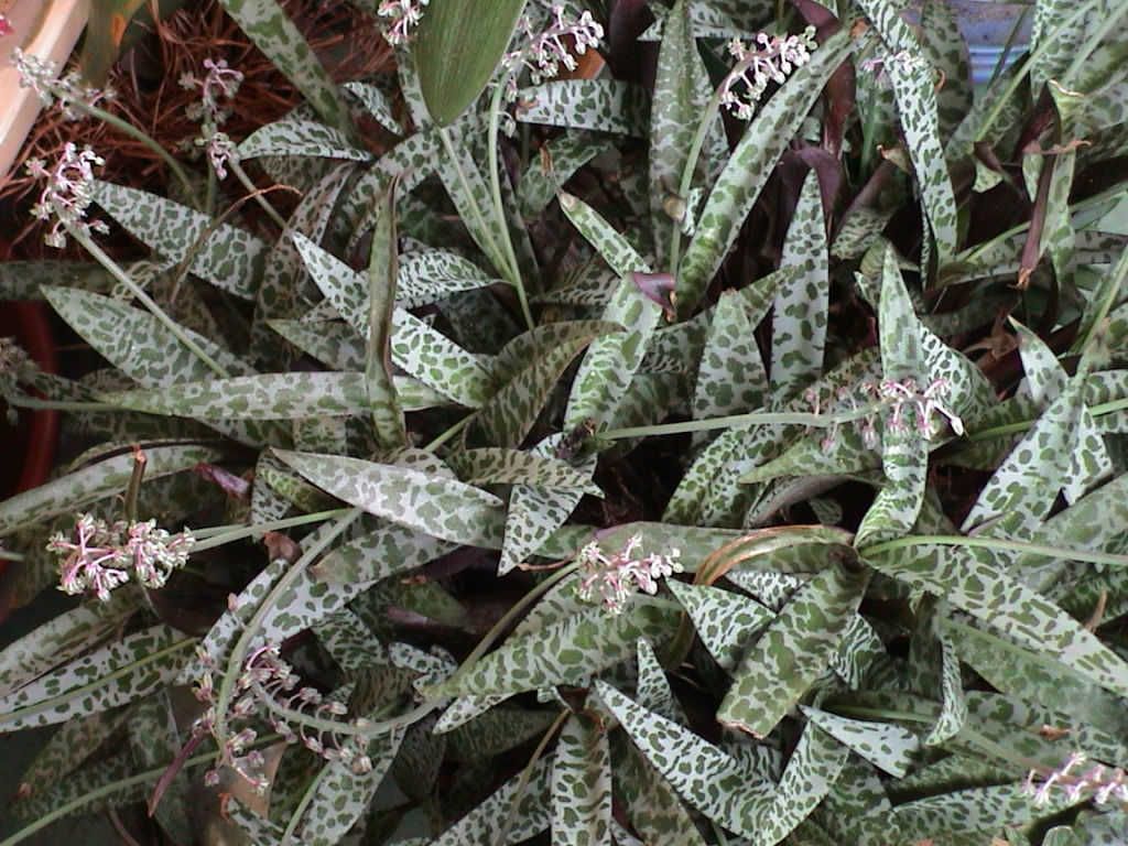 Ledebouria Silver Squill