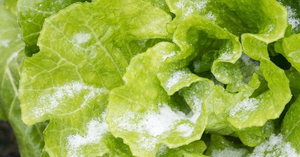 can you freeze lettuce