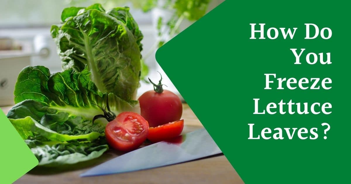 How to Freeze Lettuce Leaves?
