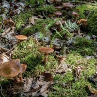 Benefits of Mycorrhizal Fungi
