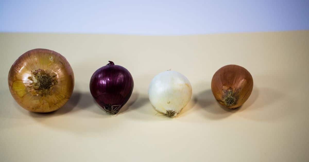 Onion-BP_9