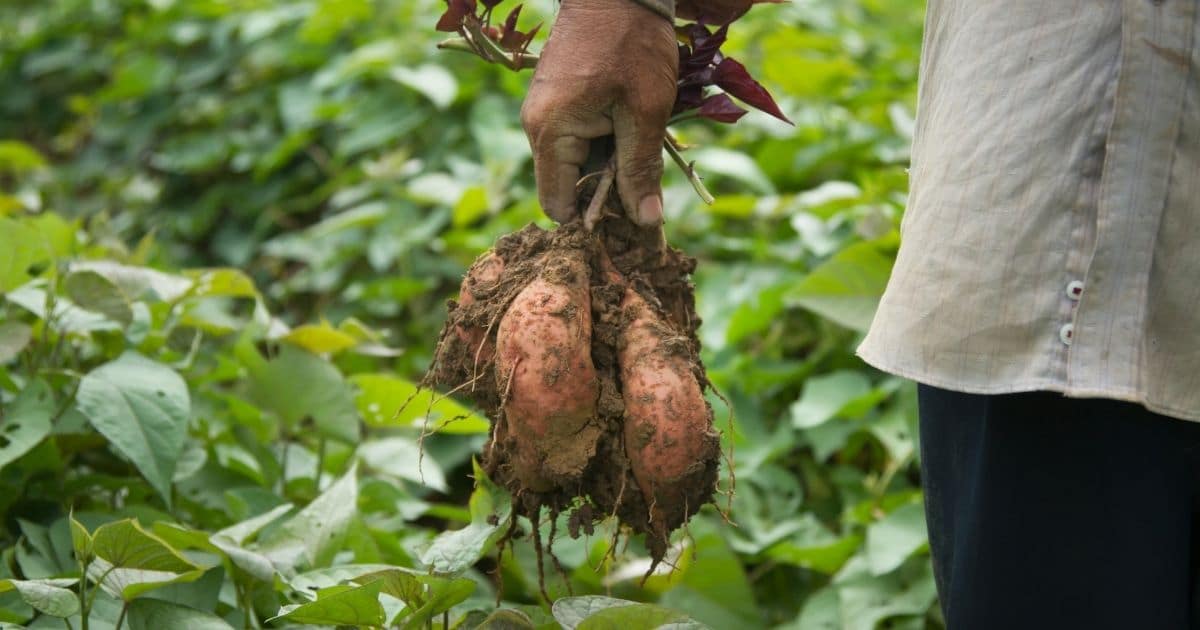 Fresh harvested sweet potatoes