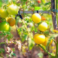 What makes tomato leaves turn yellow
