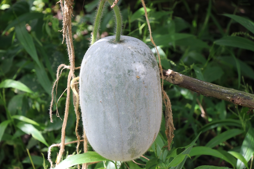 Winter Melon Care - How To Grow And Harvest Wax Gourd