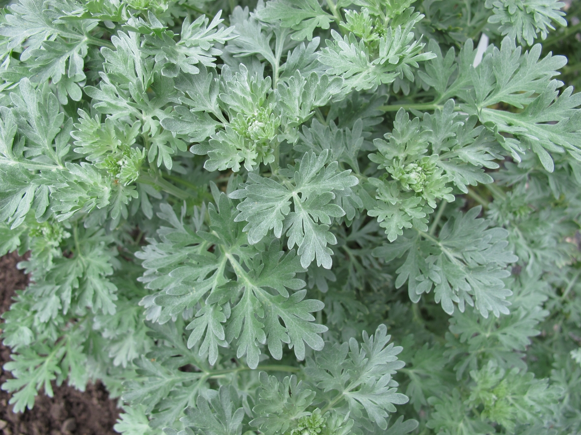 Wormwood herb care