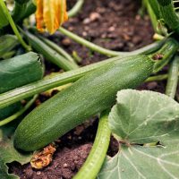 Organic zucchini homegrown