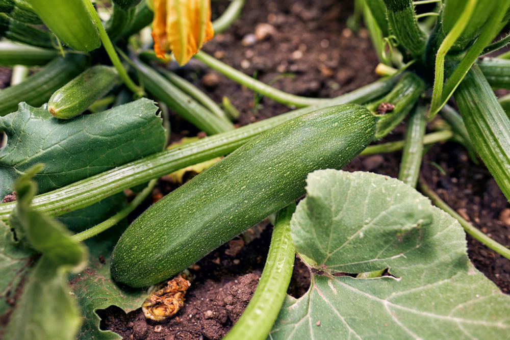 Organic zucchini homegrown
