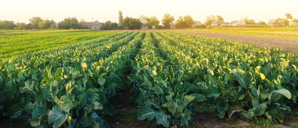 Broccoli plantation