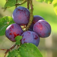 Can You Freeze Fresh Plums? Here’s What You Must Do
