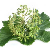 Angelica herb