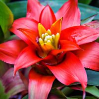 How to care for Bromeliads