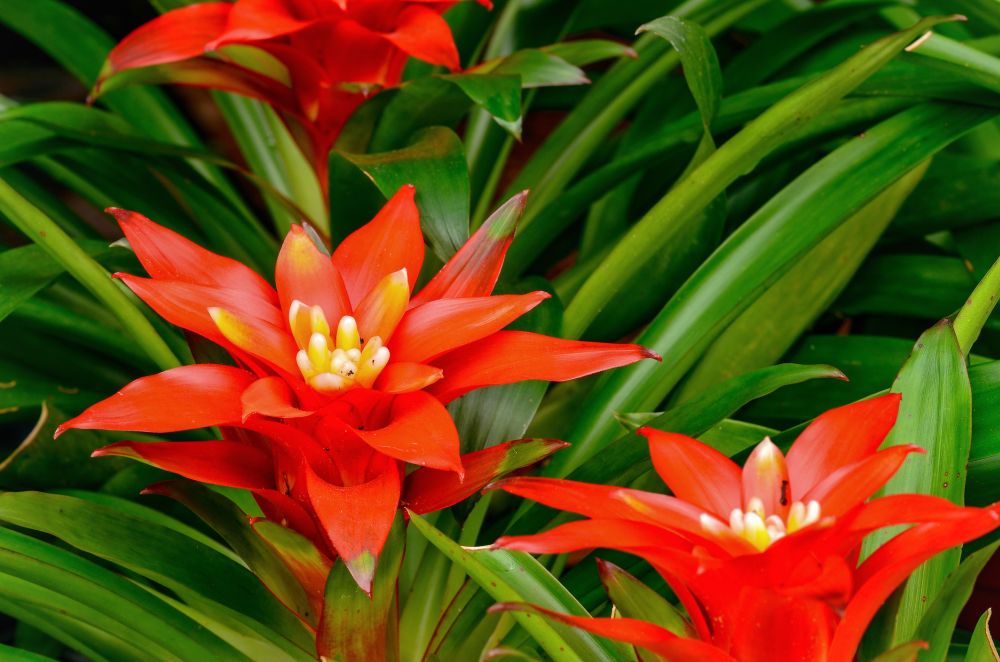 How to Water Bromeliads