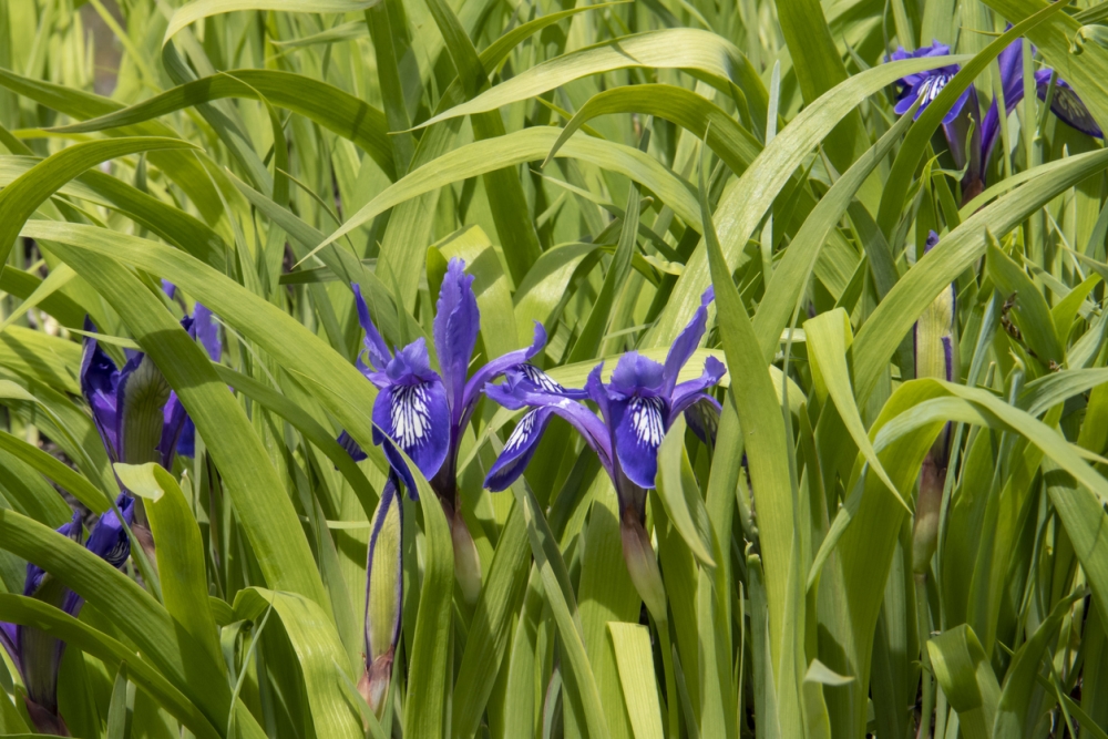 Iris plant care