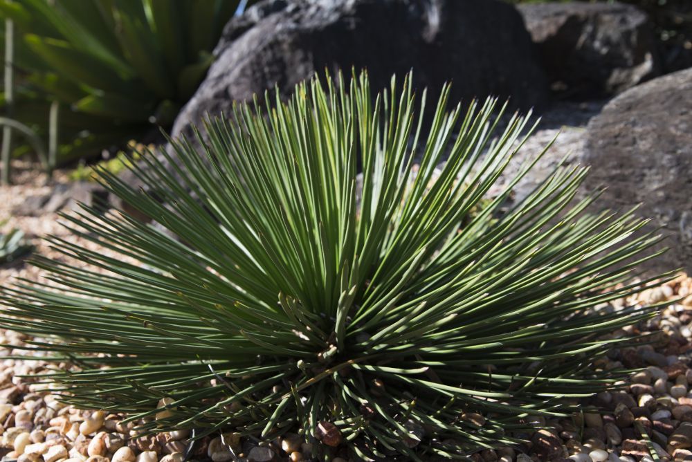 Agave geminiflora (1)