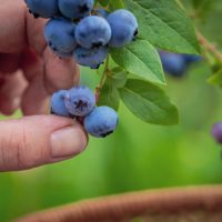Blueberry problems (3)