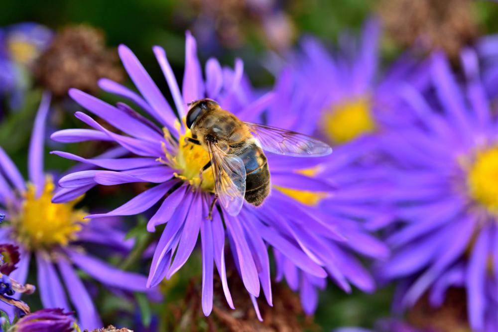 Aromatic asters