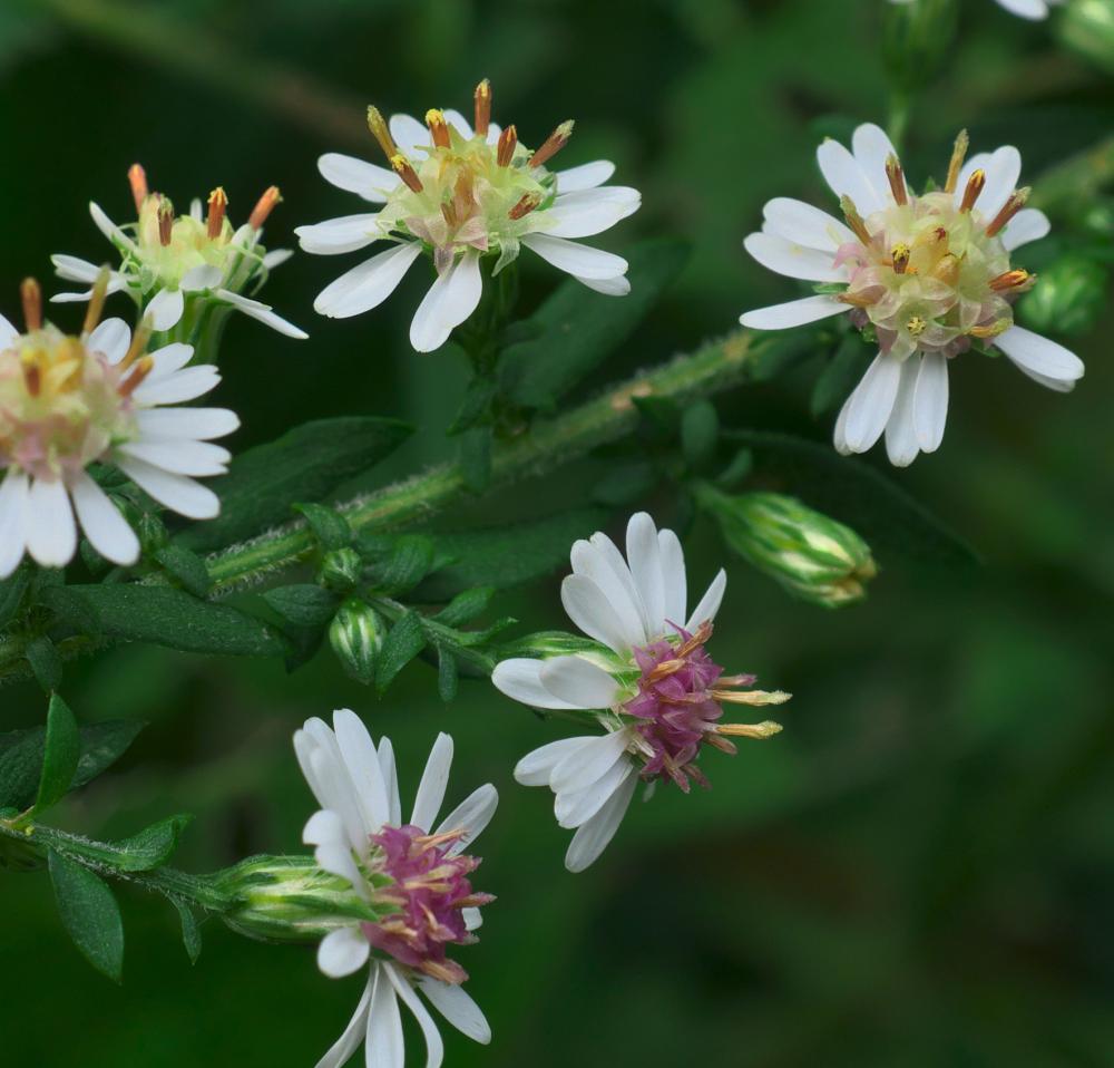 Asters calico