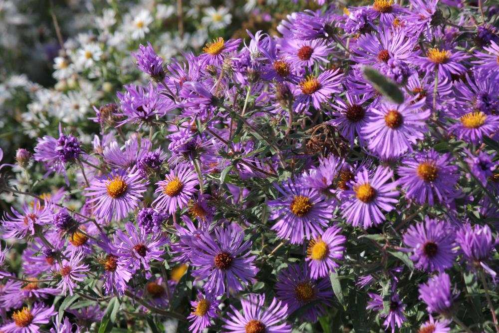 Asters new england