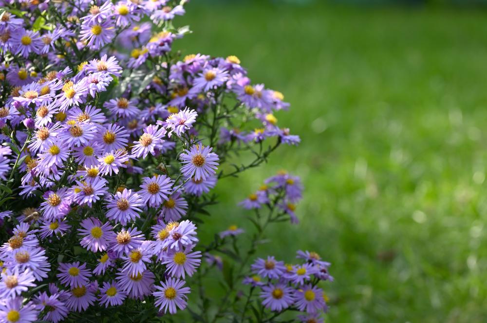 Blue wood asters