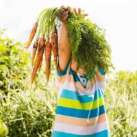 Grow and harvest carrots (1)