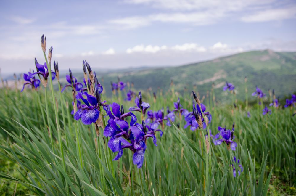 Iris varieties