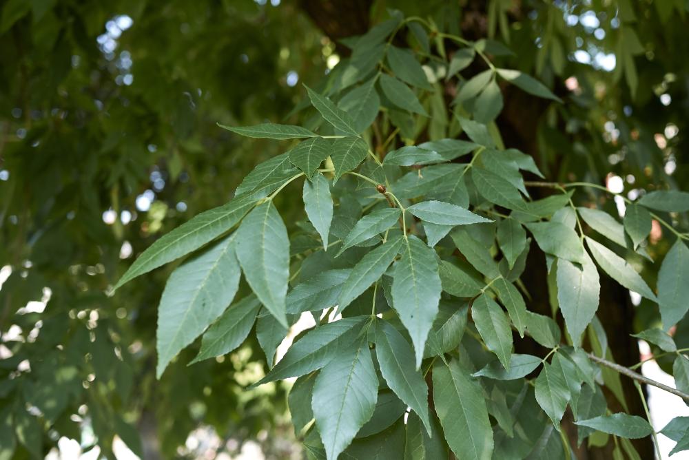 Green ash (fraxinus pennsylvanica)