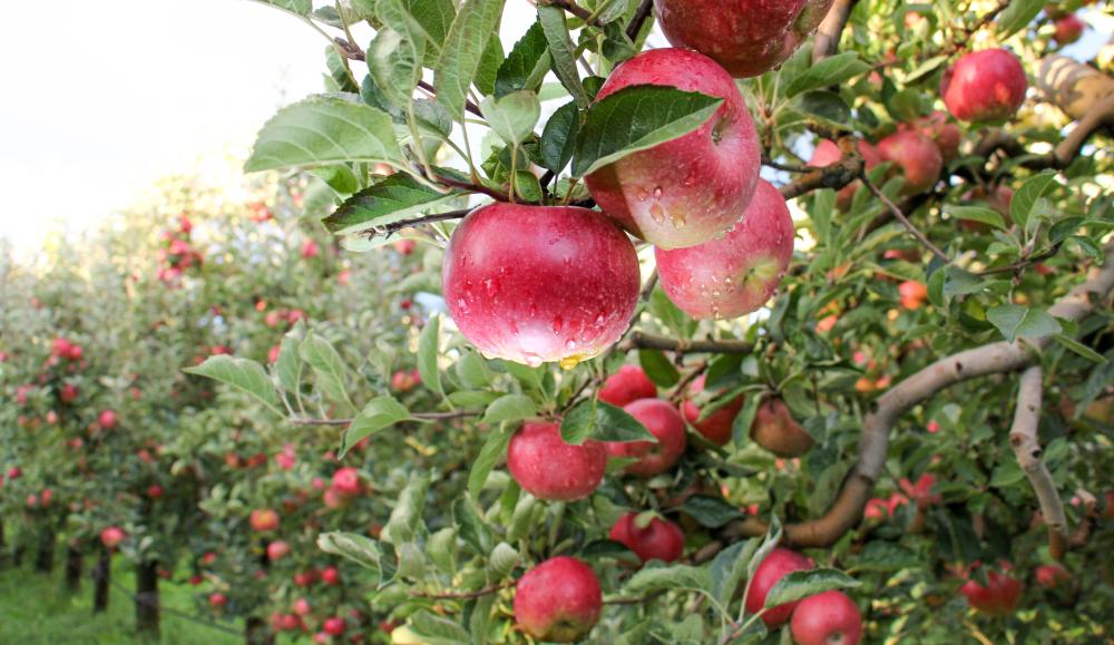 Apple tree (1)