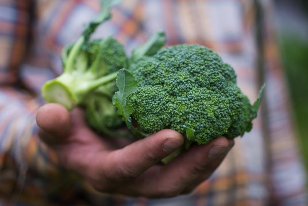 Broccoli Growing Problems