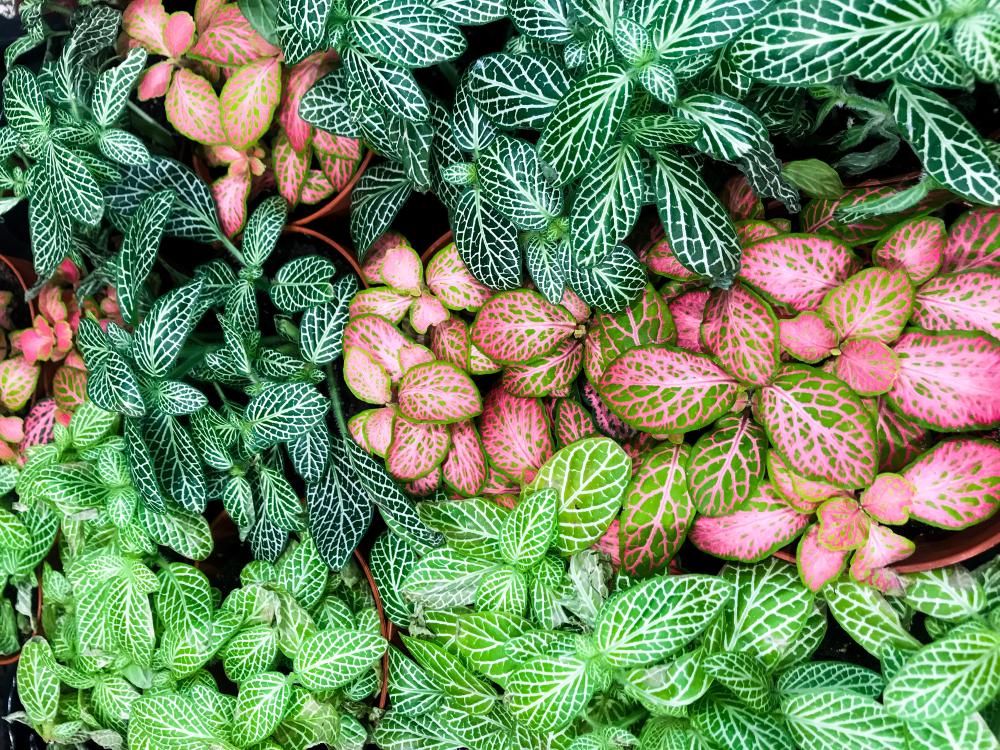 Fittonia (2)