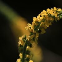 Agrimonia herbs