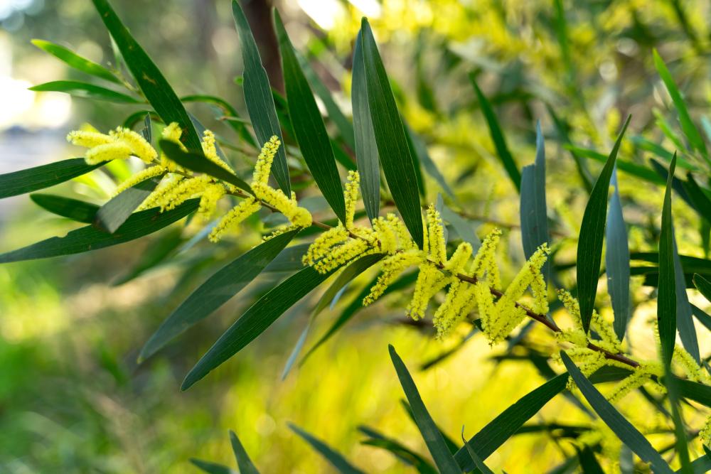 Acacia varieties acacia longifolia