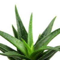 Aloe varieties