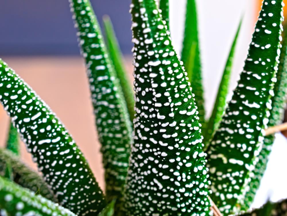 Aloe varieties lace aloe