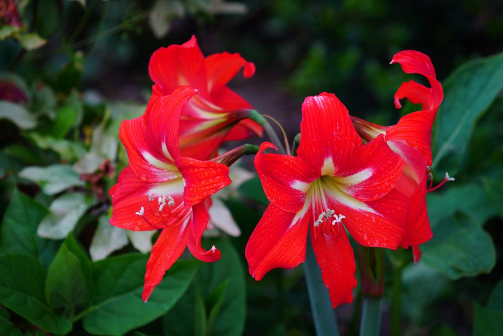 Amaryllis minerva