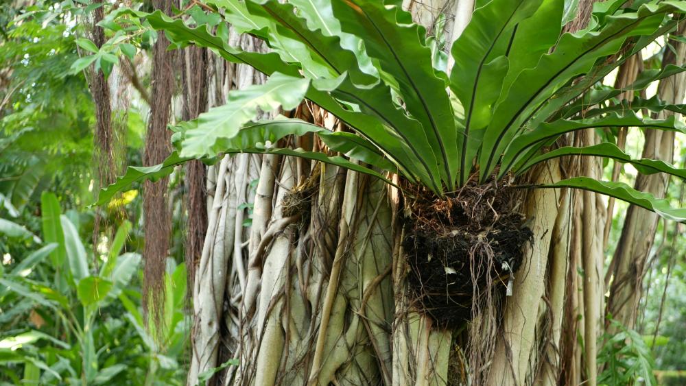 Bird's nest fern varieties