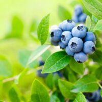 Blueberry varieties